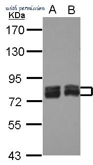Invitrogen PA5-27137 image 3