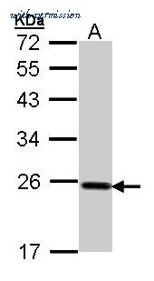 Invitrogen PA5-27150 image 1
