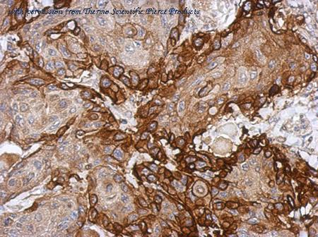 Invitrogen PA5-27278 image 1