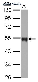 Invitrogen PA5-27278 image 2