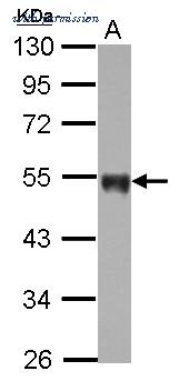 Ĭ PA5-27278 ͼ 2