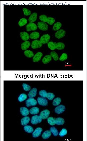 Invitrogen PA5-27384 image 1