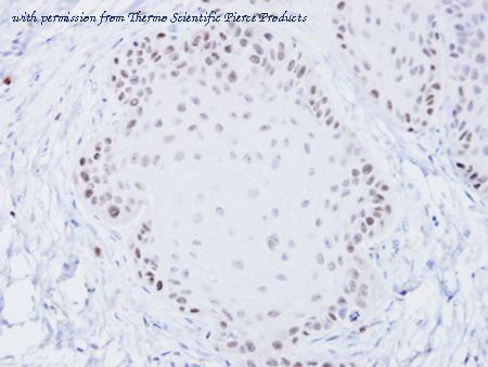 Invitrogen PA5-27384 image 2