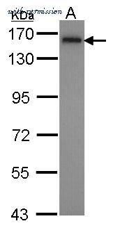 Invitrogen PA5-27384 image 3