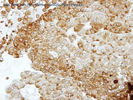 Invitrogen PA5-27452 image 1