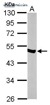 Invitrogen PA5-27452 image 2