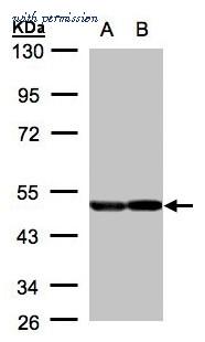 Invitrogen PA5-27452 image 3