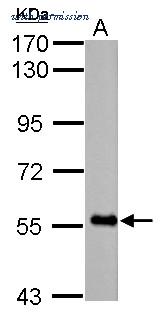 Invitrogen PA5-27589 image 1