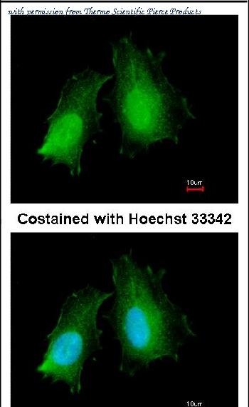 Invitrogen PA5-27597 image 1