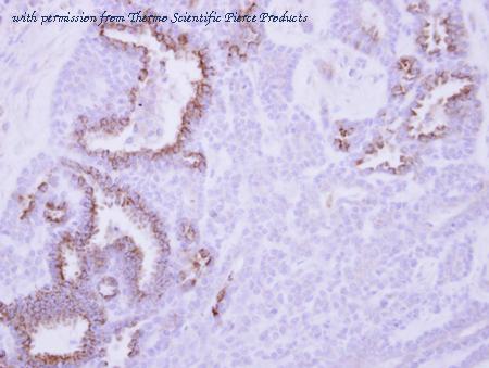Invitrogen PA5-27597 image 2