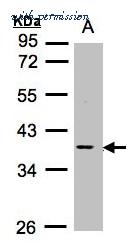 Invitrogen PA5-27597 image 3