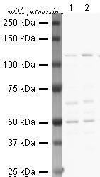Invitrogen PA5-19841 image 1