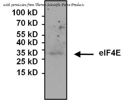 Invitrogen MA1-089 image 1