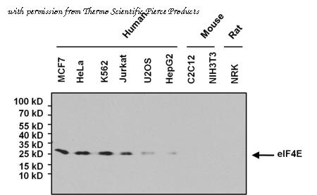 Invitrogen MA1-089 image 2
