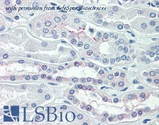 LifeSpan Biosciences LS-B2320 image 1