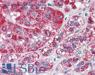 LifeSpan Biosciences LS-B2321 image 1