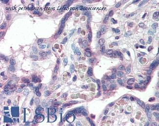 LifeSpan Biosciences LS-B2377 image 2