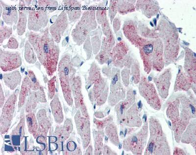 LifeSpan Biosciences LS-B2865 image 1