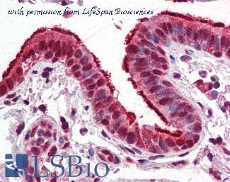 LifeSpan Biosciences LS-B2866 image 1