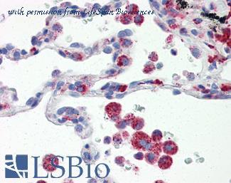 LifeSpan Biosciences LS-B2945 image 1
