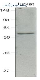 LifeSpan Biosciences LS-B2945 image 2