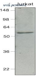 LifeSpan Biosciences LS-B2945 ͼ 2