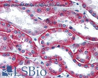 LifeSpan Biosciences LS-B2981 image 1