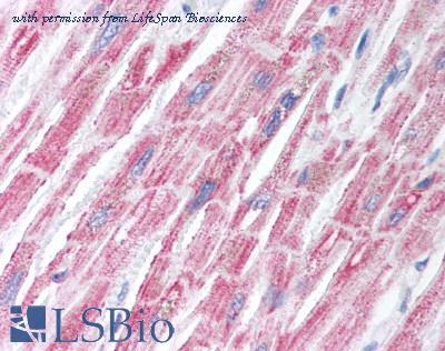 LifeSpan Biosciences LS-B1207 image 1