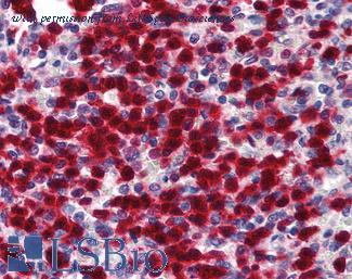 LifeSpan Biosciences LS-B1823 image 1