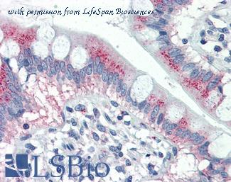 LifeSpan Biosciences LS-B2434 image 1