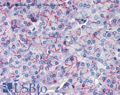 LifeSpan Biosciences LS-B2654 image 1