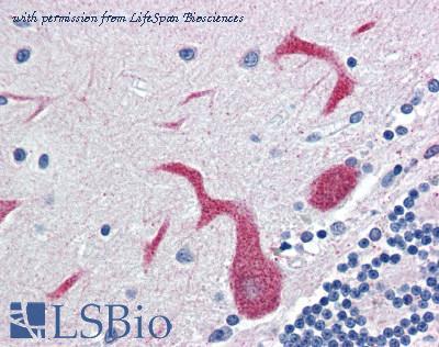 LifeSpan Biosciences LS-B3004 image 1