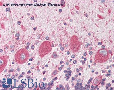 LifeSpan Biosciences LS-B3131 image 1