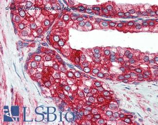 LifeSpan Biosciences LS-B3137 image 1