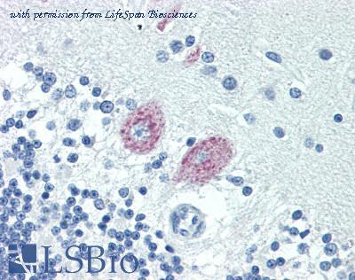 LifeSpan Biosciences LS-B3140 image 1