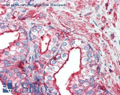 LifeSpan Biosciences LS-B3143 image 1