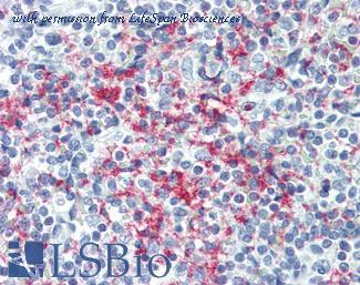 LifeSpan Biosciences LS-B3174 image 1