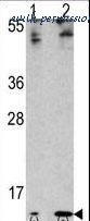 LifeSpan Biosciences LS-C97817 image 1