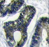 LifeSpan Biosciences LS-C97817 image 2