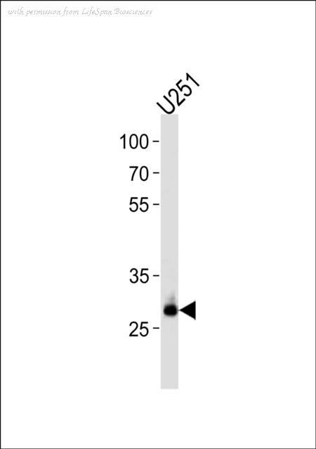LifeSpan Biosciences LS-C99242 image 1