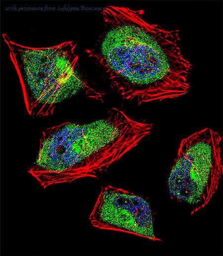 LifeSpan Biosciences LS-C99242 image 2