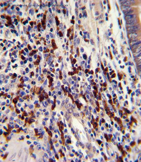LifeSpan Biosciences LS-C99242 image 3