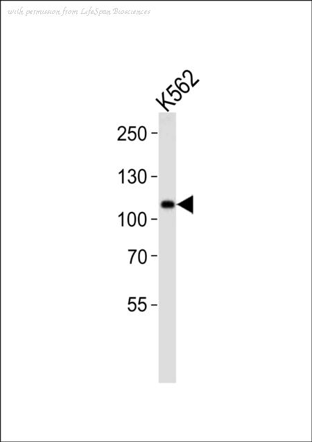 LifeSpan Biosciences LS-C99610 image 1