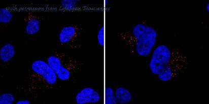 LifeSpan Biosciences LS-C99610 image 2