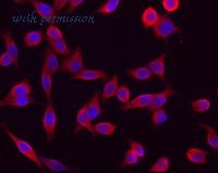 LifeSpan Biosciences LS-C41057 image 2