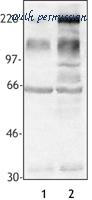 LifeSpan Biosciences LS-C41123 image 1