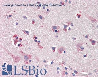 LifeSpan Biosciences LS-B3272 image 1