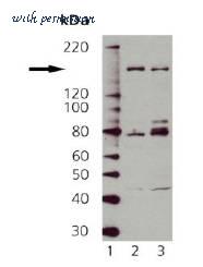 LifeSpan Biosciences LS-B3272 image 2