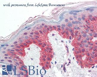 LifeSpan Biosciences LS-B3291 image 2
