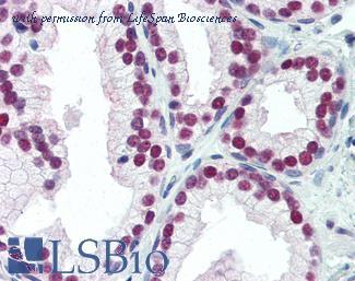 LifeSpan Biosciences LS-B3435 image 1